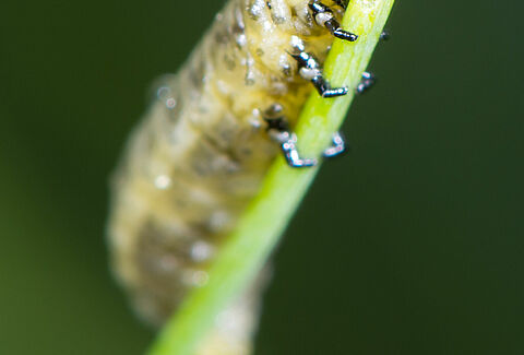 Common asparagus beetle