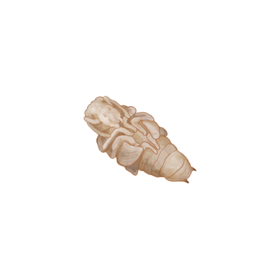 Vine weevil Otiorhynchus sulcatus pupa