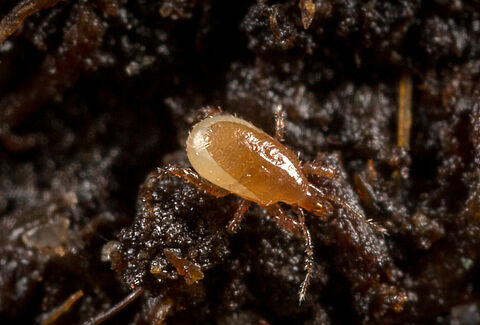 Macrocheles robustulus