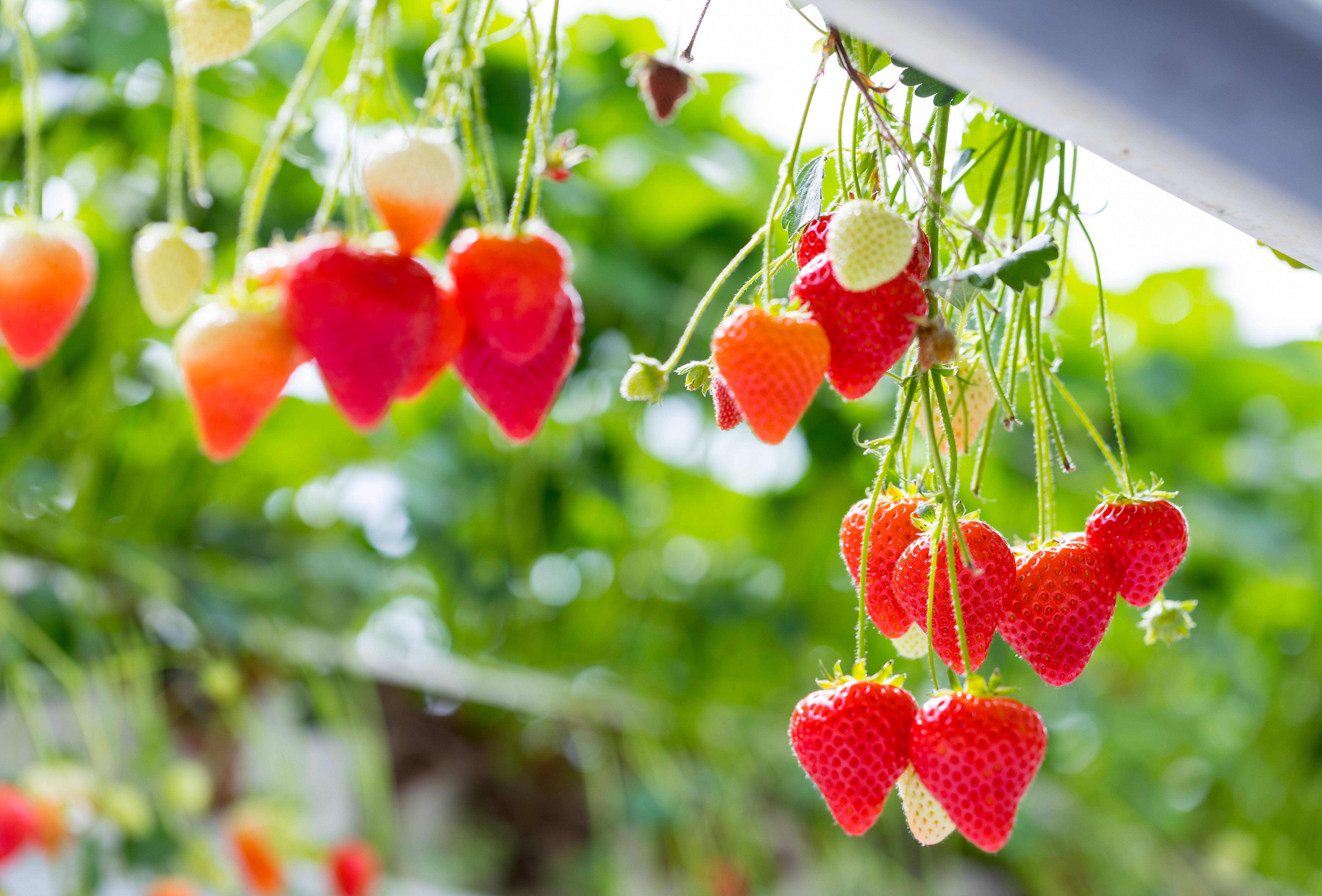 Fortafol ‘in-favour’ for growing strawberries in re-used coir bags