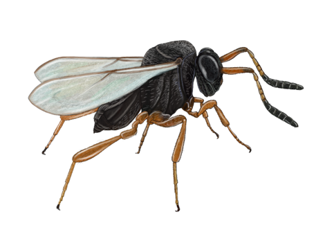 Parasitoid wasps