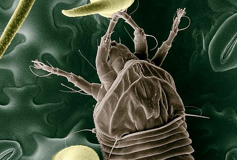 Tomato russet mite