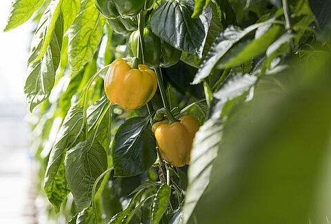 Sweet pepper