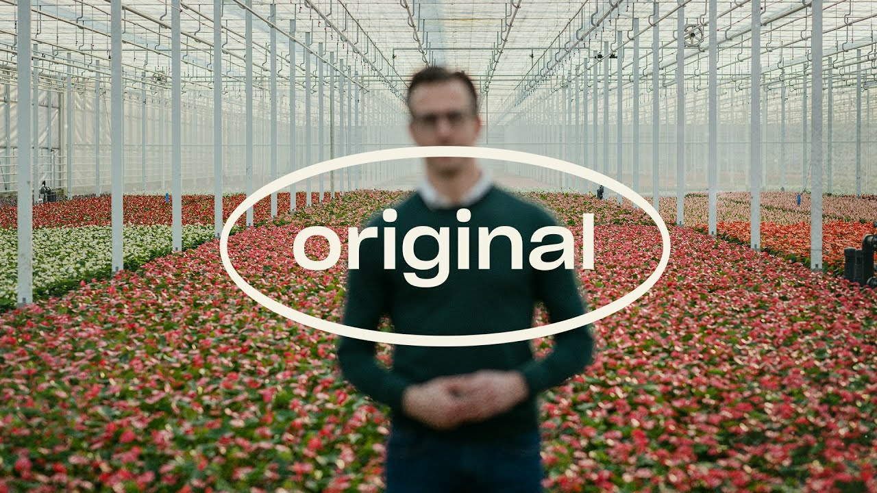 Stolk Brothers and Koppert’s shared vision - Original Stories about Predatory Mites