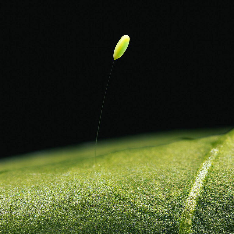 Chrysoperla carnea egg stage