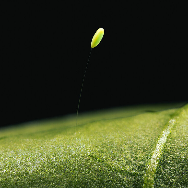 Chrysoperla carnea egg stage