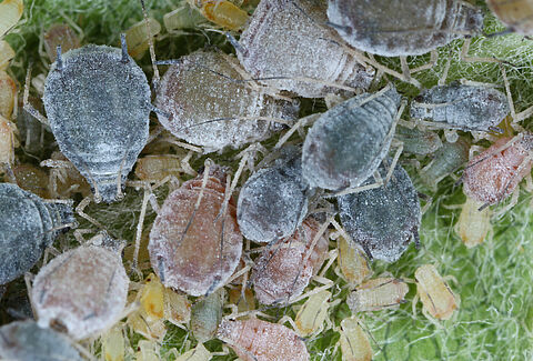 Apple rosy aphid