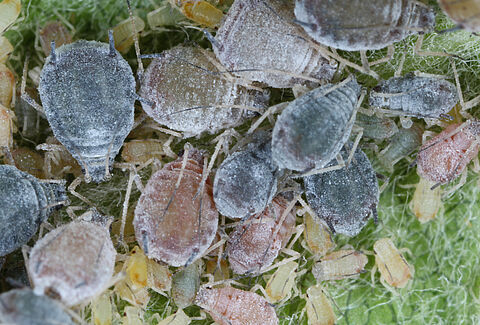 Apple rosy aphid