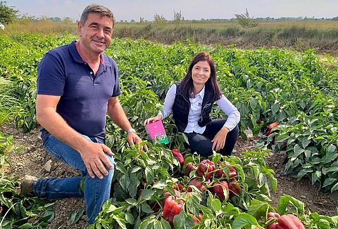 Trianum-P improves open field pepper production in Portugal