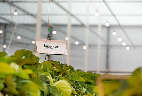 Legume Pest Monitoring Systems