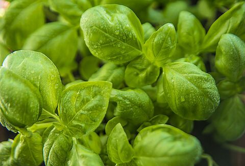 Fit Roots for Plant Health