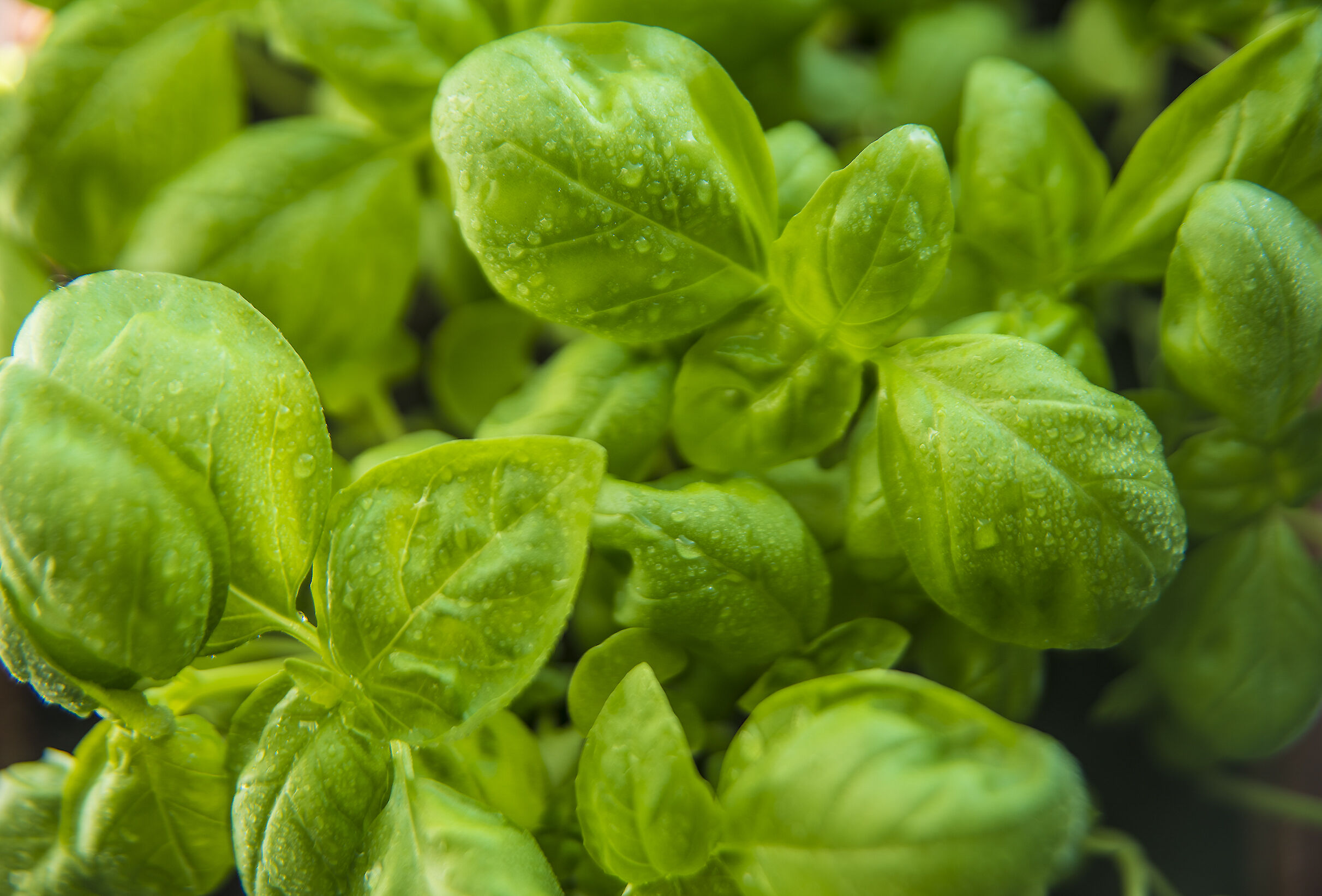 Fit Roots for Plant Health