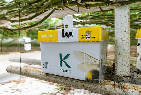 How to protect bumblebees in cold