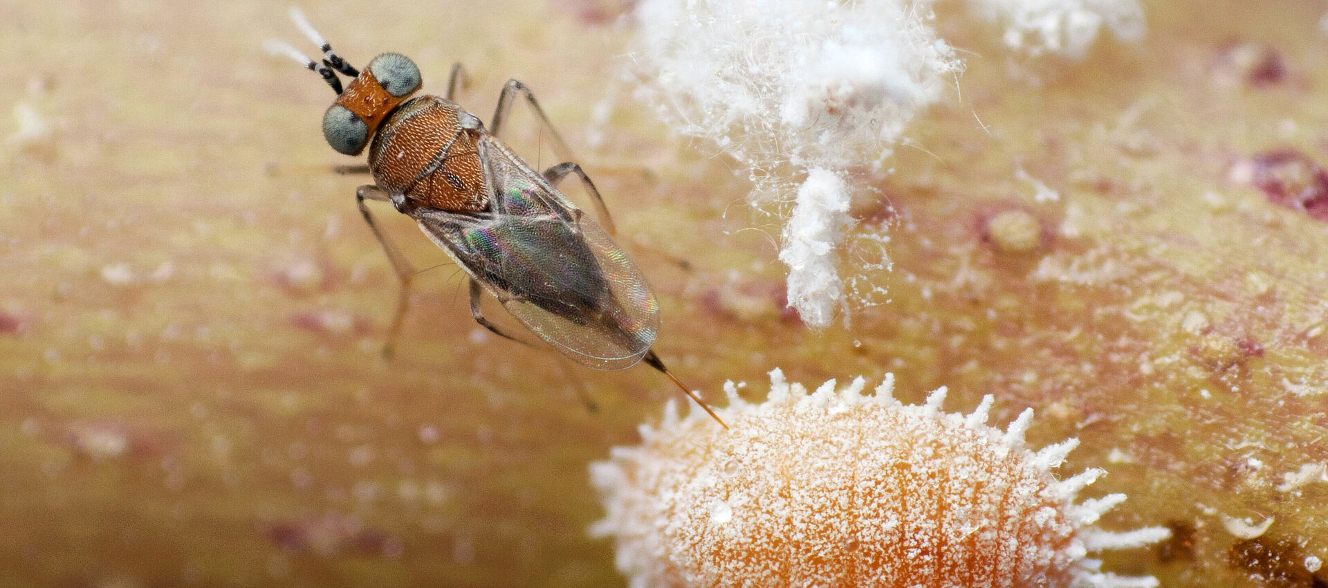 An Overview: Biological Pest Control