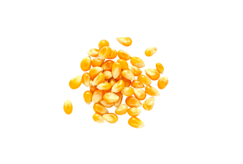 Biological seed treatment
