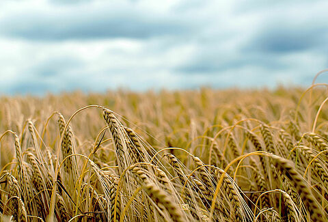 Barley