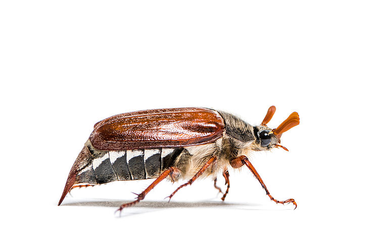 Adult beetle of the Summer chafer Amphimallon sostitialis