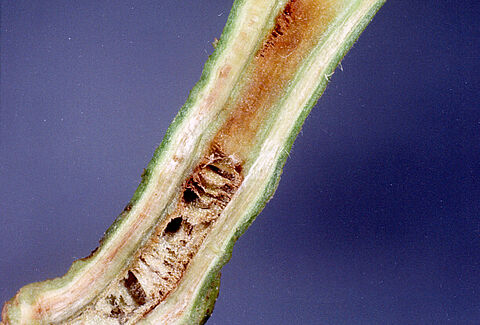 Tomato damage caused by Bacterial wilt of potato Ralstonia solanacearum