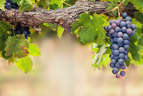 Grapes