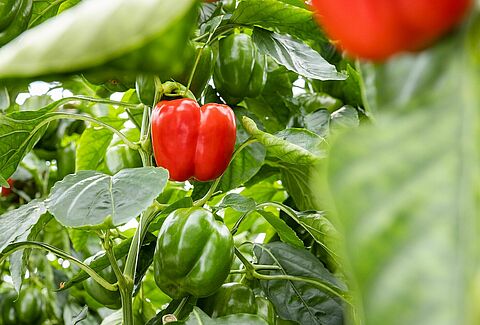 How to prevent Fusarium in pepper crops: Protect your plants with Trianum