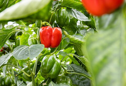 How to prevent Fusarium in pepper crops: Protect your plants with Trianum