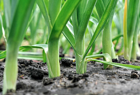 Leek