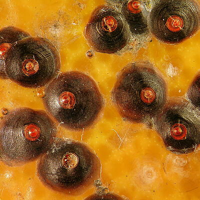 Circular scale Chrysomphalus aonidum