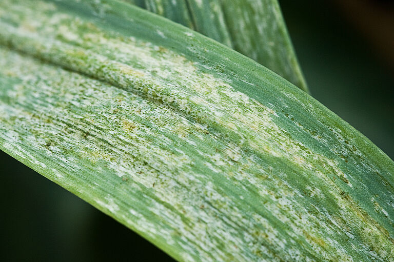 Leek damage caused by the Onion thrips Thrips tabaci