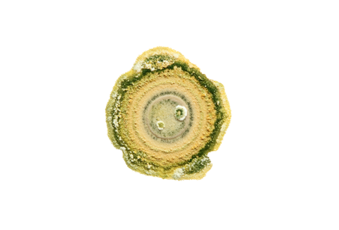 Plant Disease Management