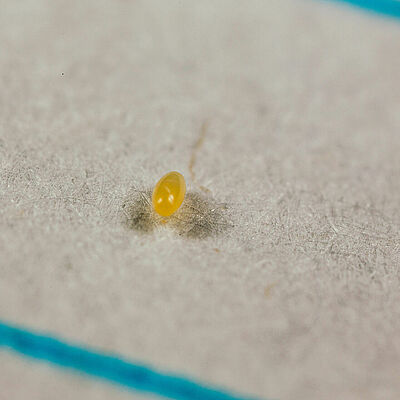 Crypolaemus montrouzeri egg stage