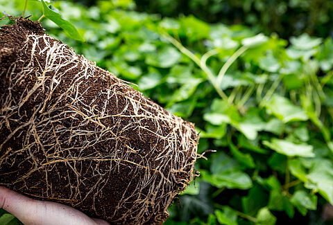 Optimising disease biocontrol in propagation