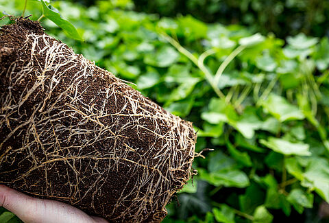 Optimising disease biocontrol in propagation