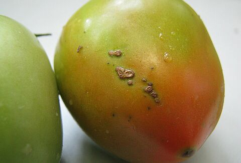 Bacterial spot