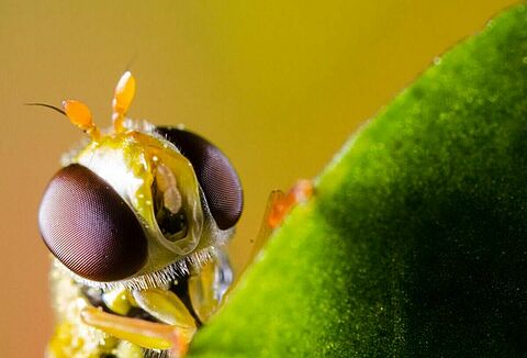 Enhance Your Aphid Control With Hoverfly Allies Rophoria & Syrphidend