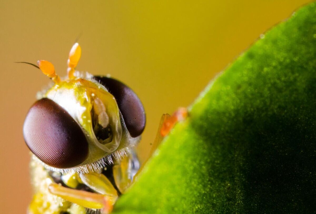 Enhance Your Aphid Control With Hoverfly Allies Rophoria & Syrphidend