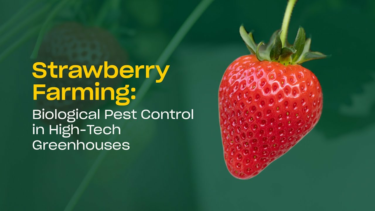 Strawberry Farming: Biological Pest Control in High-Tech Greenhouses