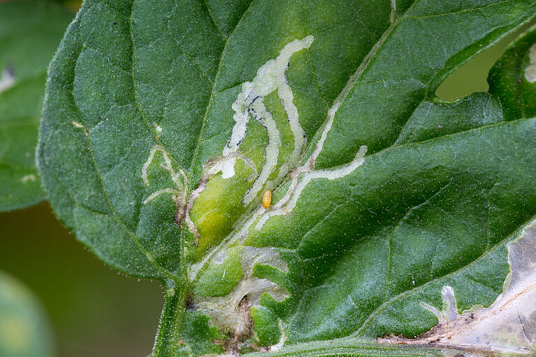 Damage caused by the Tomato leaf miner Liriomyza bryoniae