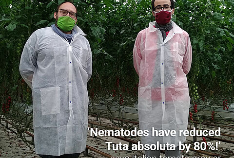 Nematodes significantly reduce Tuta larvae
