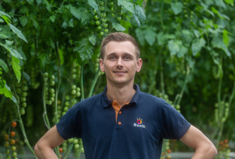 Roots Growers positive about Mycotal against whitefly
