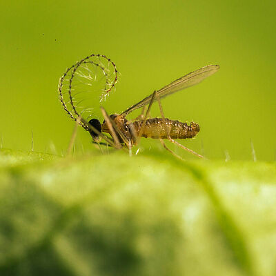 Aphidoletes aphidimyza adult stage