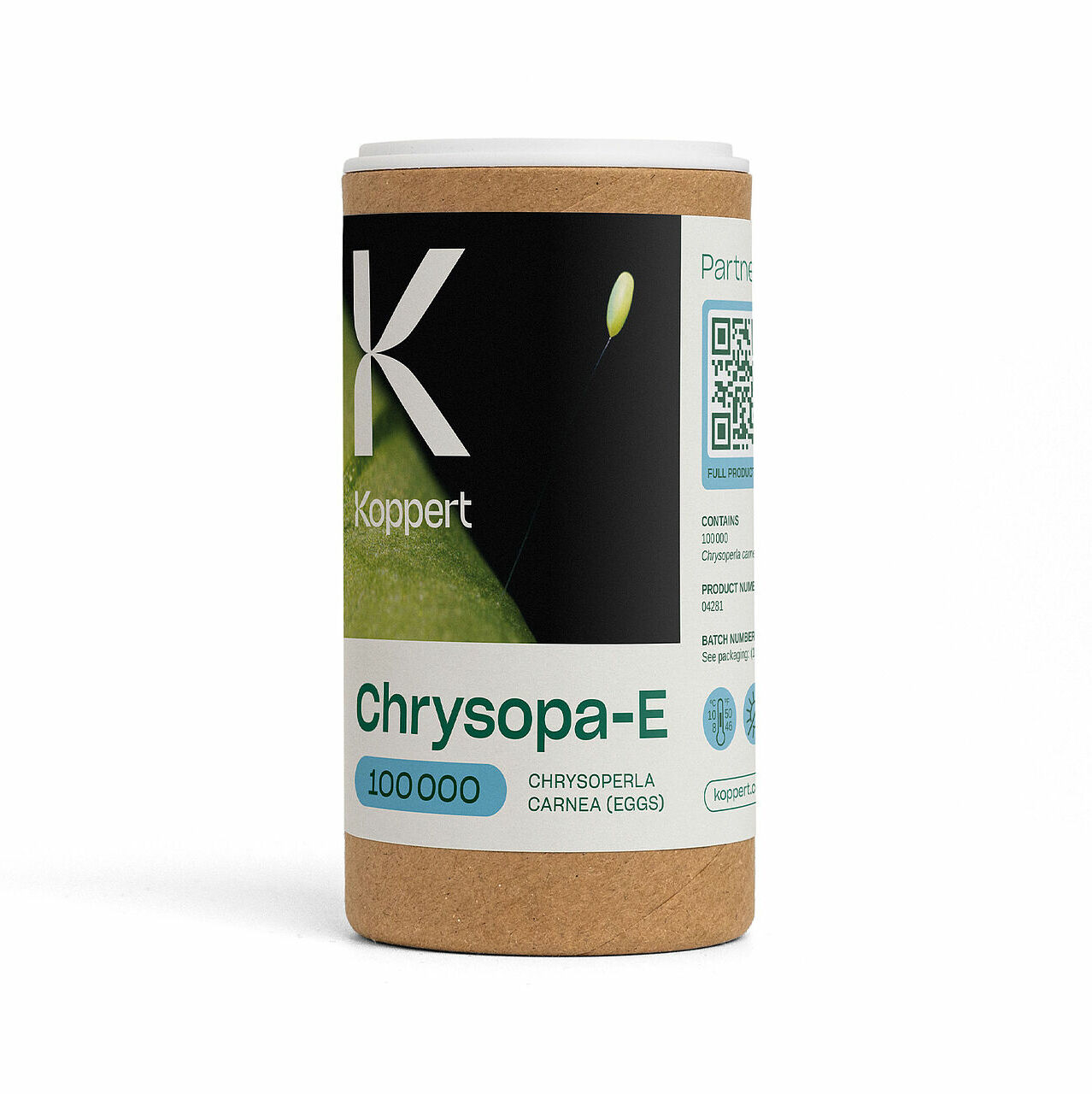 Chrysopa-E.jpg