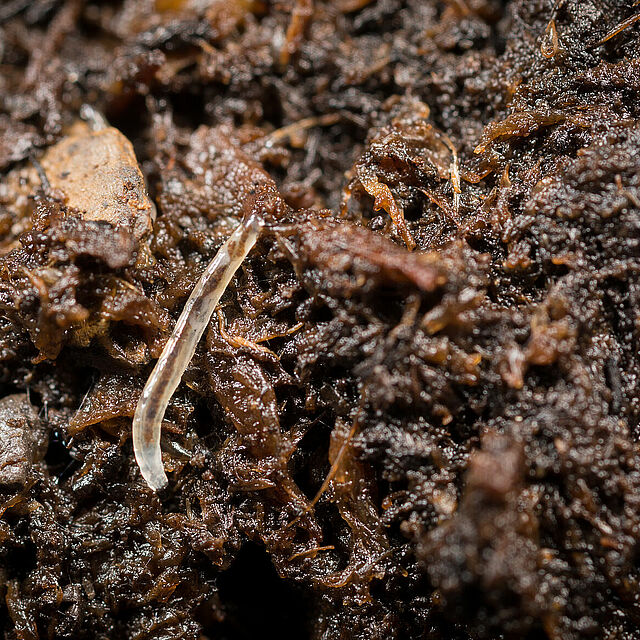 Sciarid fly Bradysia paupera Larval stage