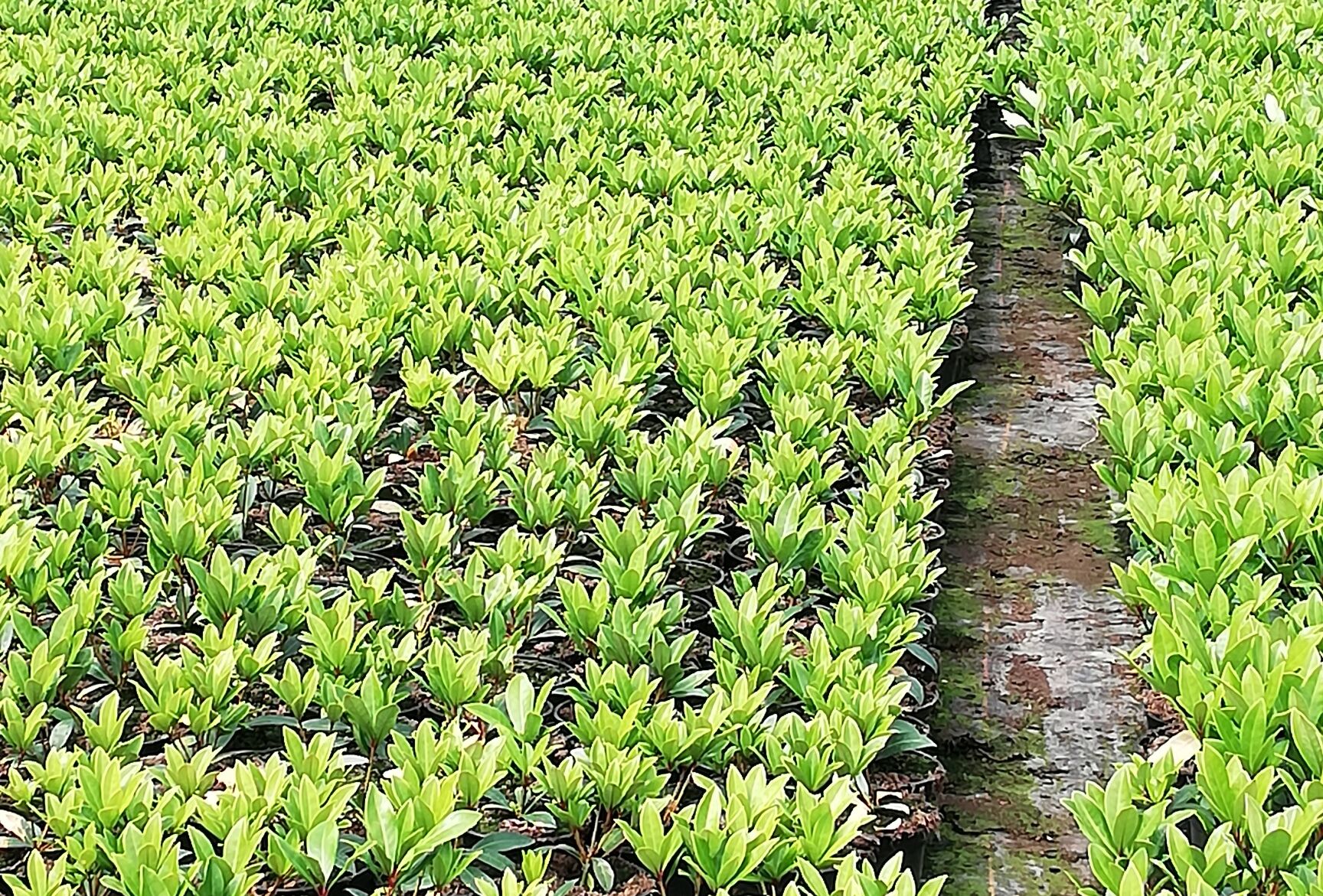 Two-spotted spider mite control in hardy nursery stock grown in polytunnels