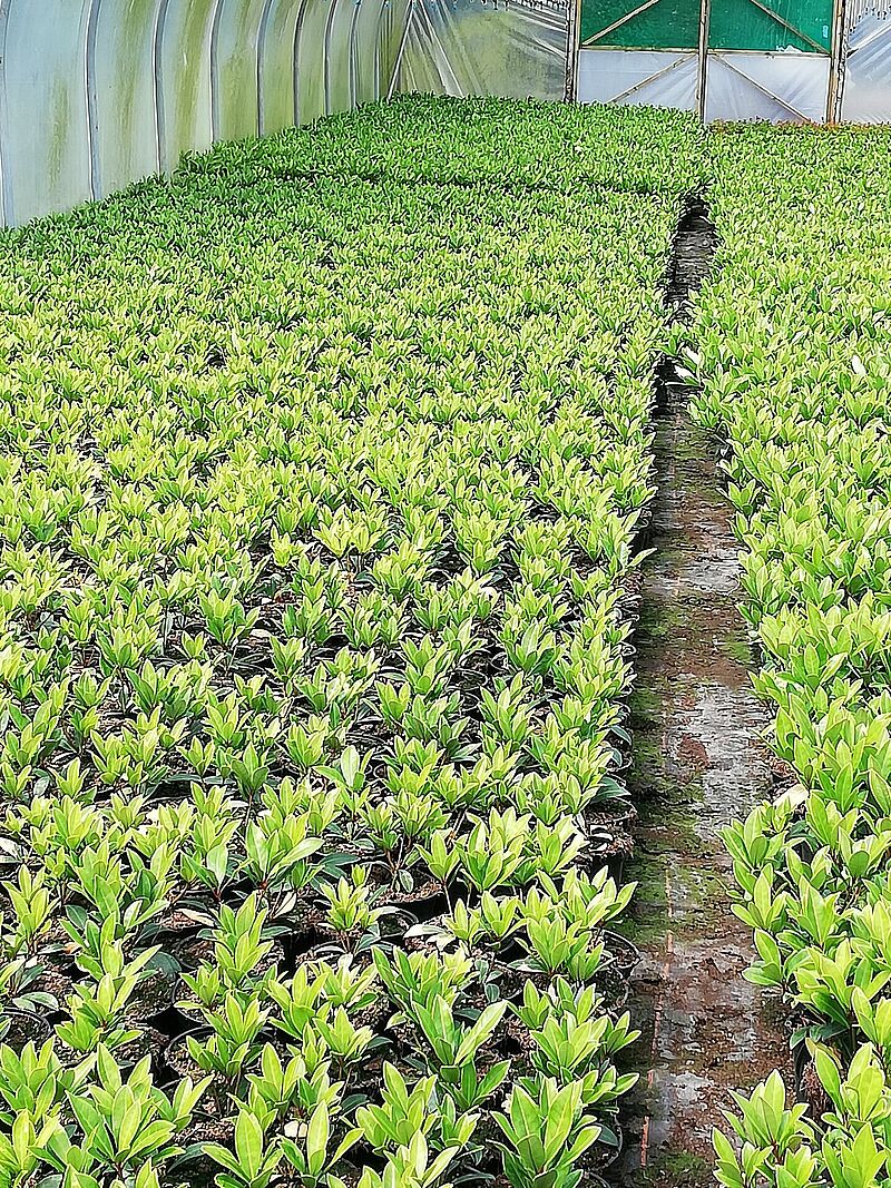 16-B_Skimmia_Bio_in_Polytunnel.jpg