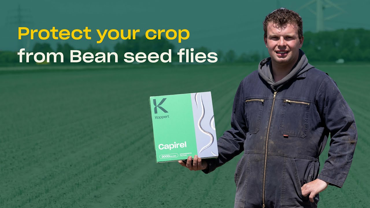 Control onion fly and bean seed fly with beneficial nematodes