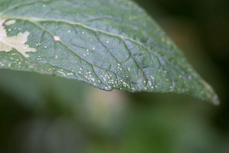Damage caused by the Tomato leaf miner Liriomyza bryoniae