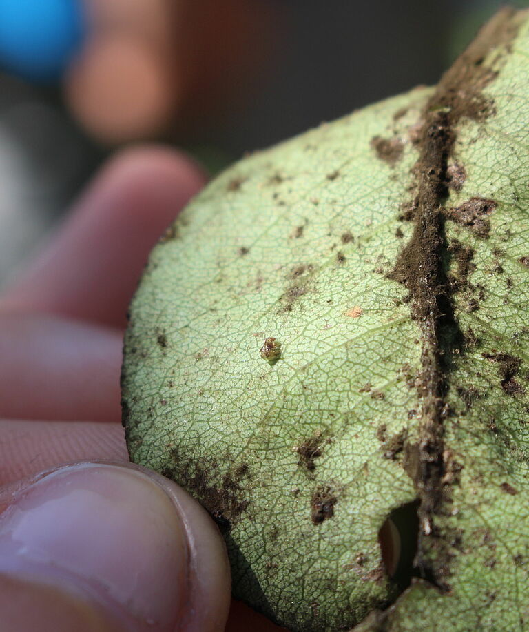Pear sucker Cacopsylla pyri damage on leaves