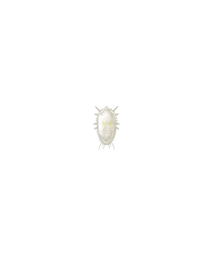 Greenhouse whitefly Trialeurodes vaporariorum first instar larva