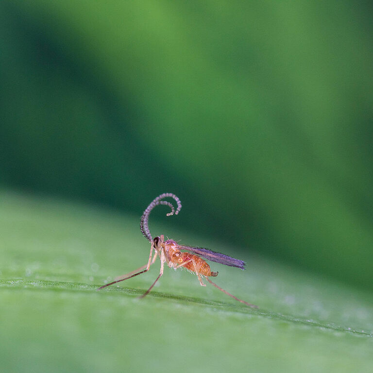 Feltiella acarisuga adult stage