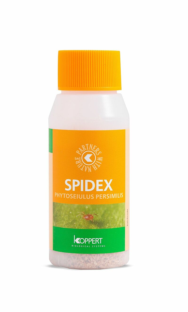 Spidex2000.jpg